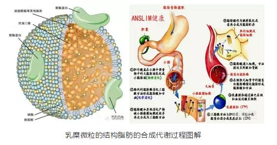 技术 胆汁酸在脂类的消化与吸收过程是如何发挥作用的?_脂肪