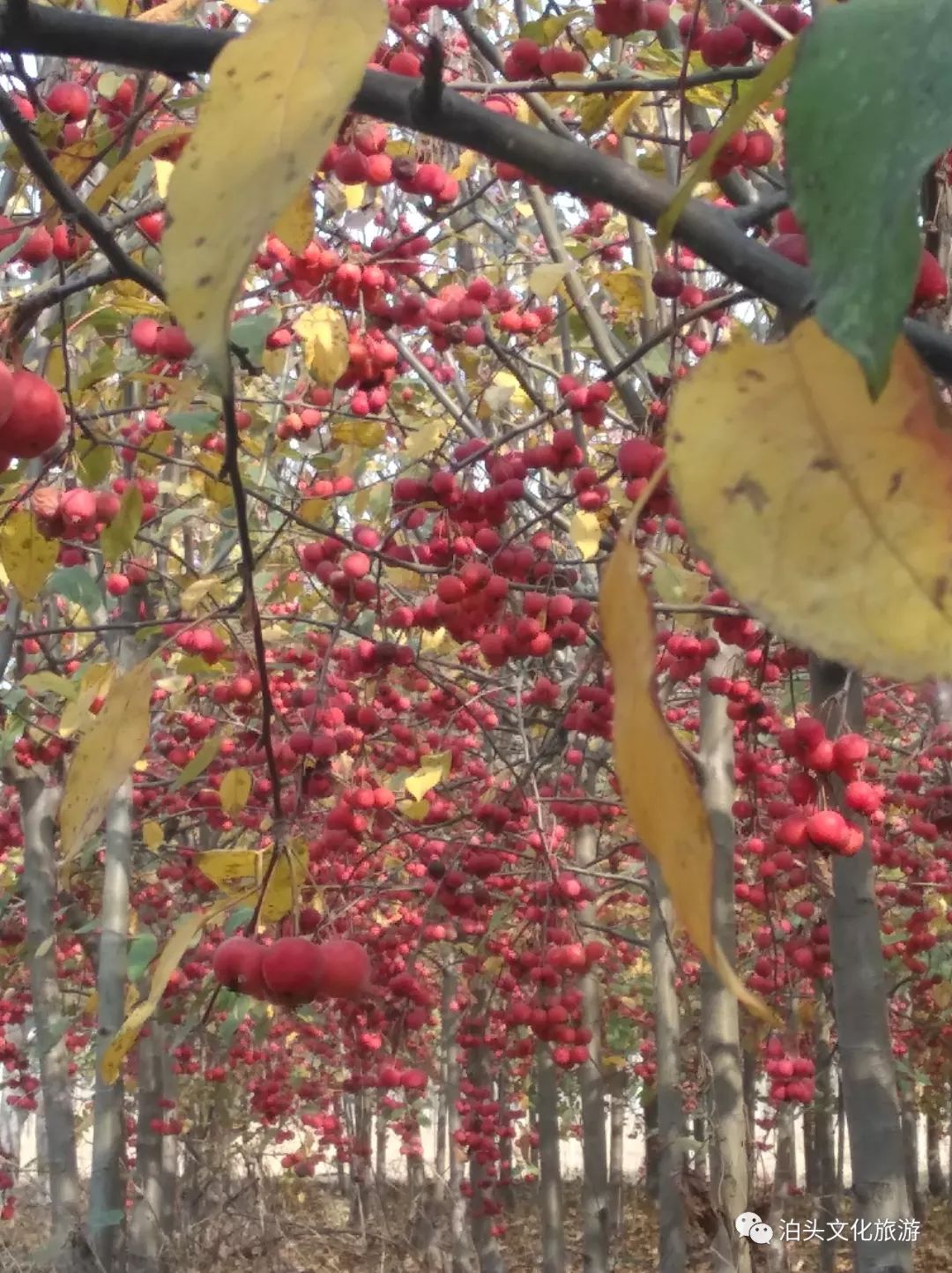 泊頭這座森林公園的冬紅果熟了火紅一片甚是喜人