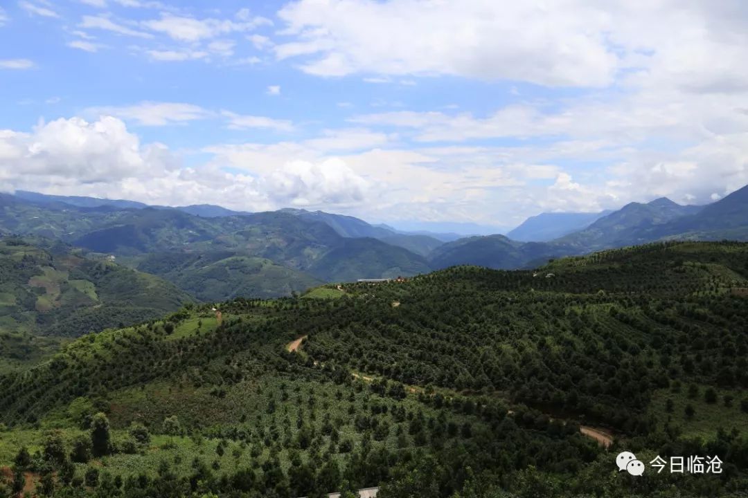 自1991 年首批400株坚果苗引进至今,澳洲坚果种植已经在永德走过了27