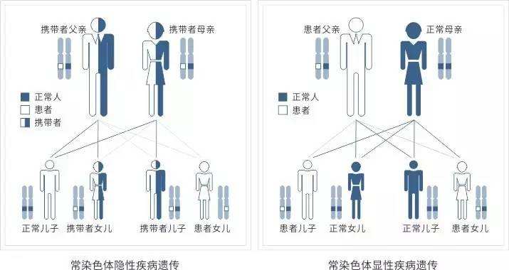 携带一些遗传病的隐性致病基因,例如囊性纤维化,血友病,地中海贫血等