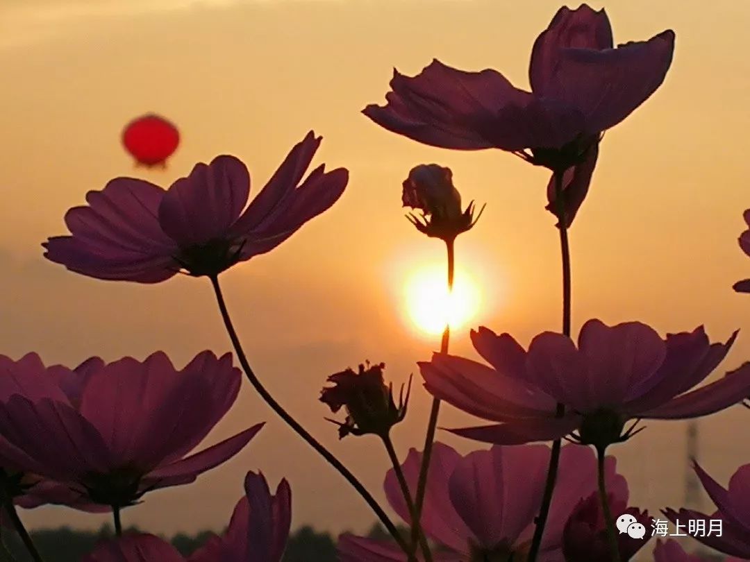 联句秋深酒暖菊花香(卢