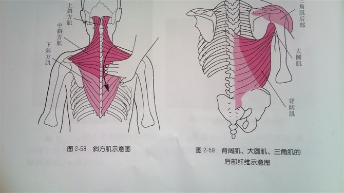 小圓肌和肱三頭肌長頭為資格的伸肌.肩關節伸直疼痛提示收縮肌肌腱炎.