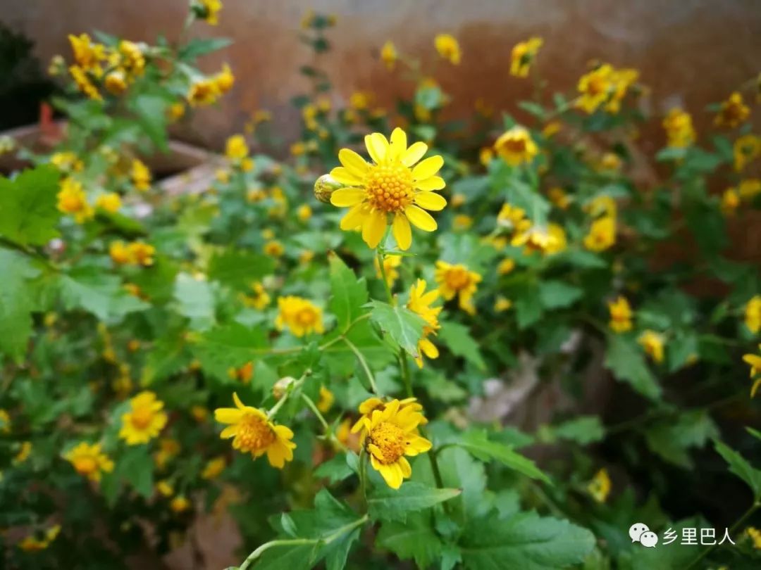 菊花脑茶花图片图片