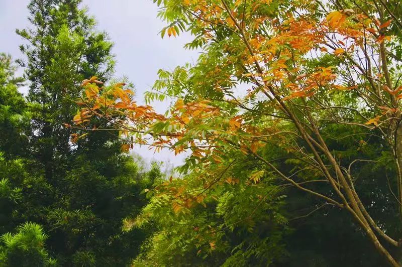 紫金公園,涼風吹林驚秋韻.