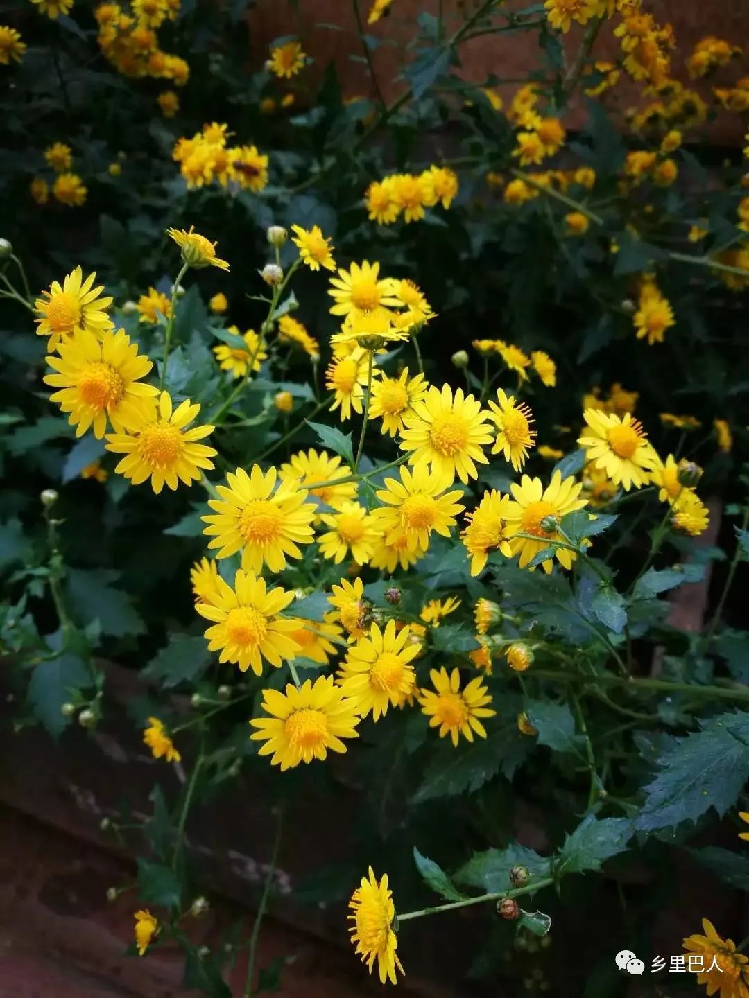 菊花脑茶花图片图片