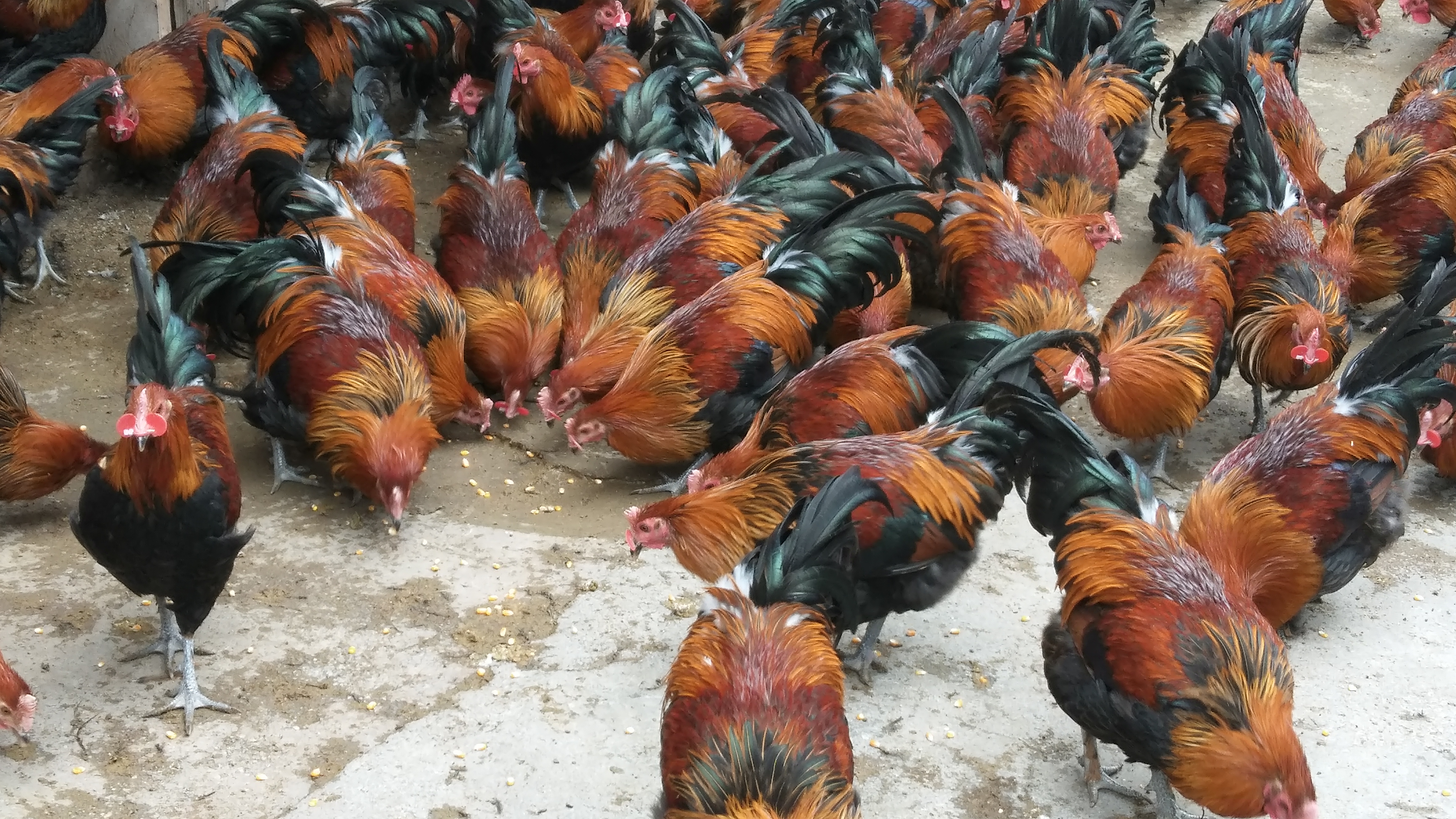 山地放牧养鸡模式的管理要点有哪些?