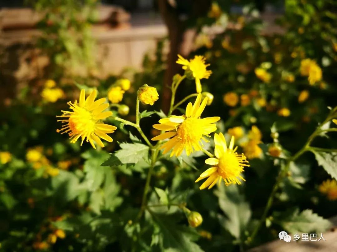 菊花脑,是菊科菊属草本野菊花的近缘植物,叶子类似于枫叶的尖细版