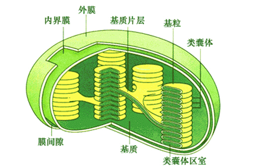 叶绿体结构模式图图片