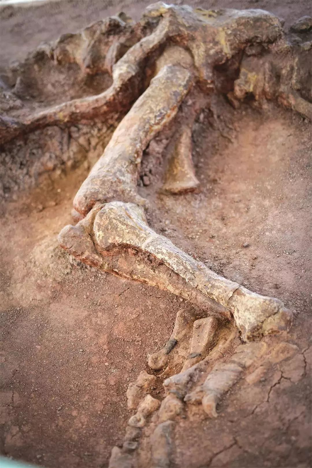 禄丰恐龙化石遗址图片