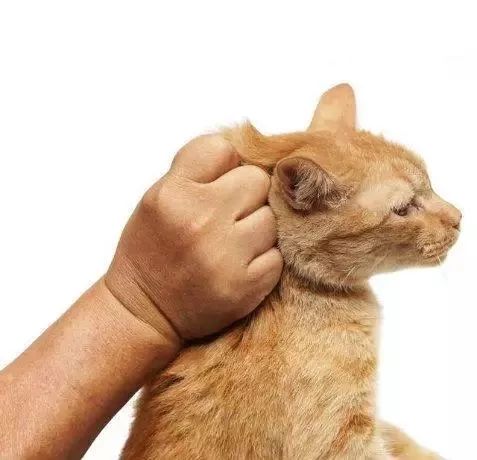 一只手掐着猫脖子图片图片