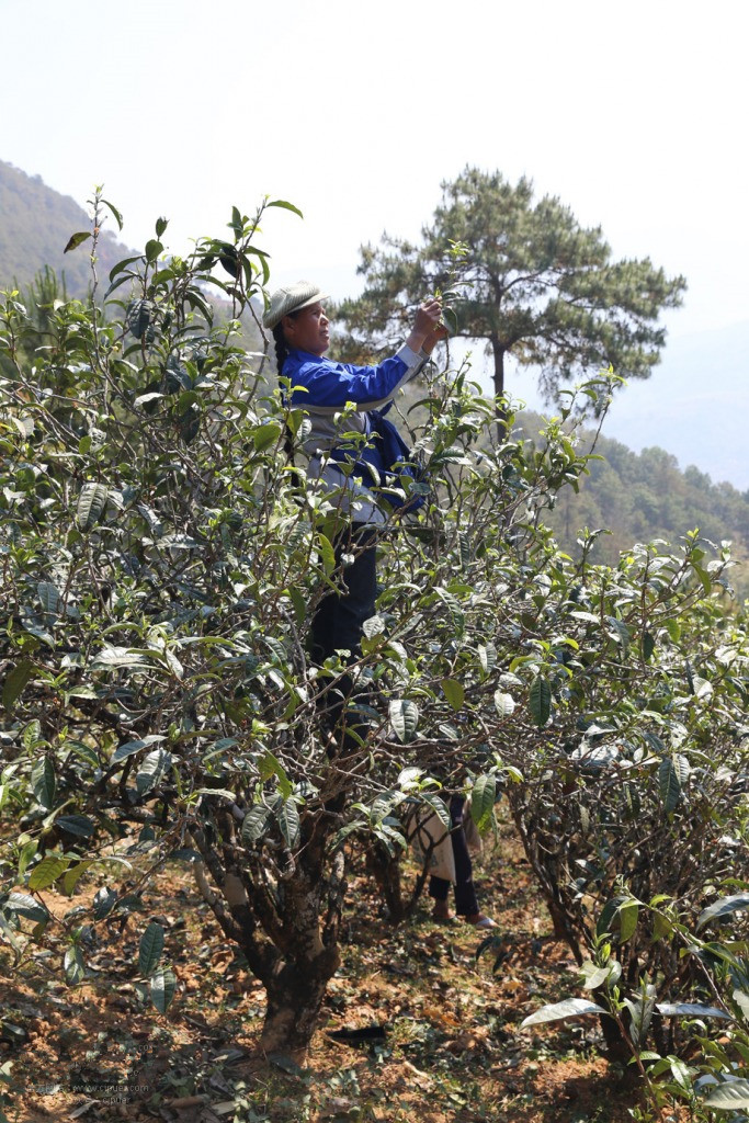 茶山日记丨临沧永德忙肺古茶山1