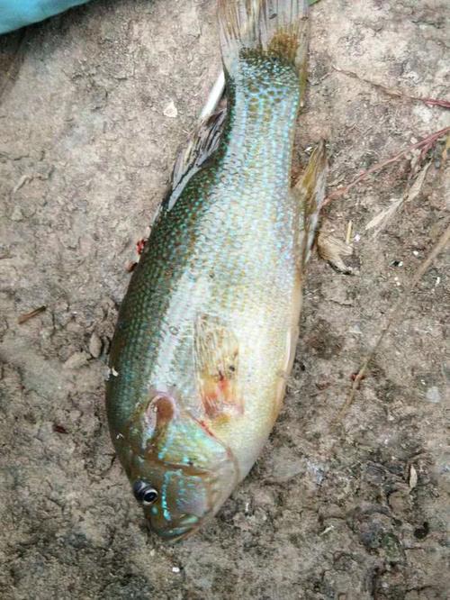 物種入侵四川各大水域頻現太陽魚網友四川也完了