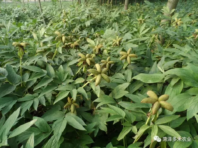 技術| 油用牡丹種植管理幾大誤區