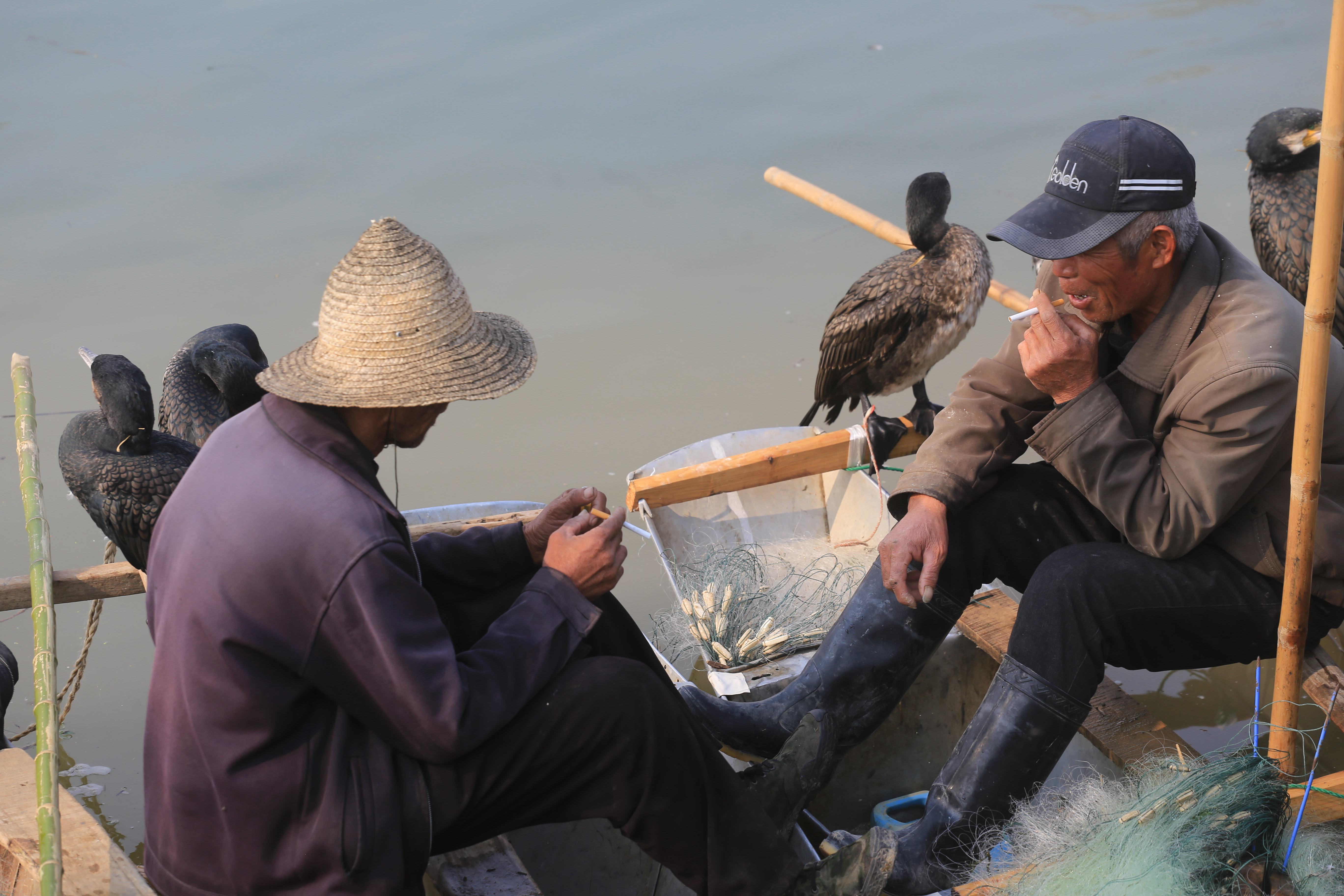 實拍沙潁河七旬老漁翁的魚鷹部落