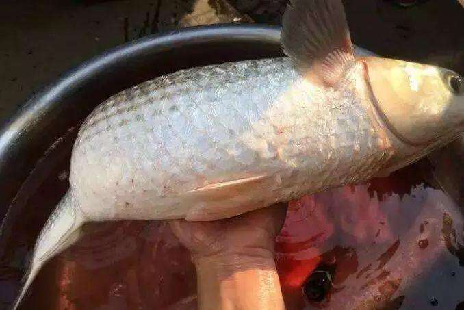 鮮玉米配合小雞飼料釣草魚效果真好對滑魚老魚有特效