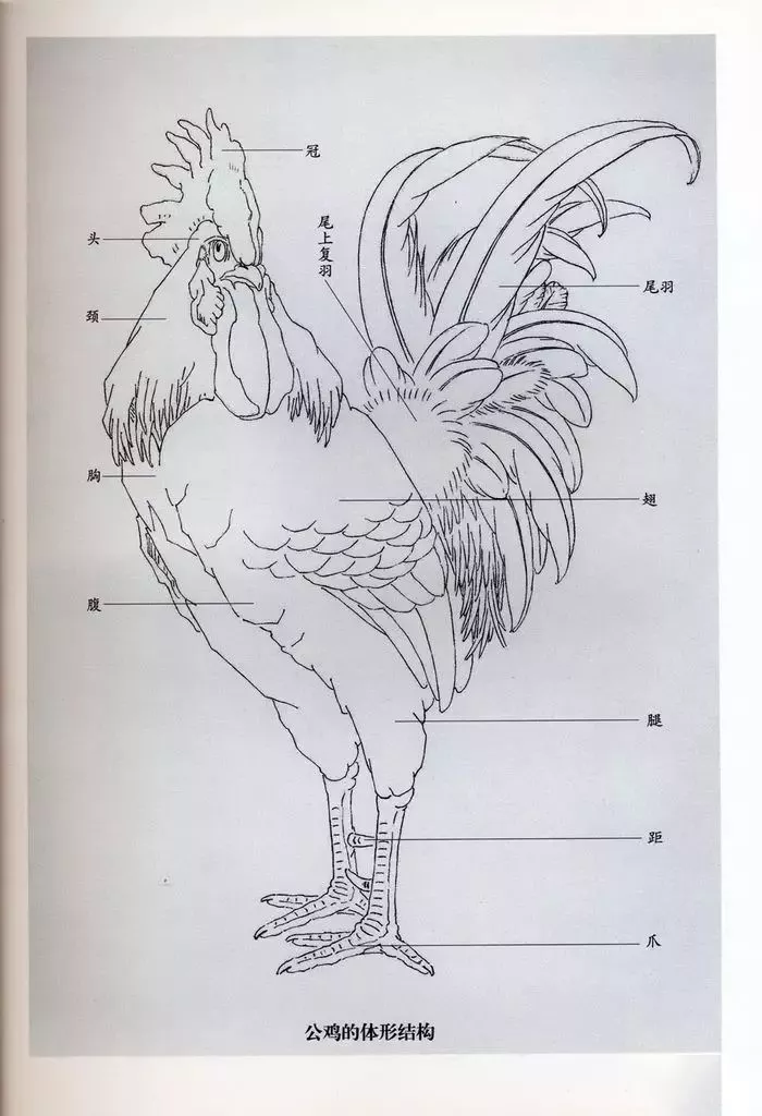 国画技法工笔画公鸡技法步骤