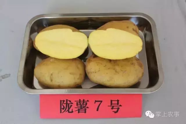 【薯品】马铃薯陇薯7号简荐