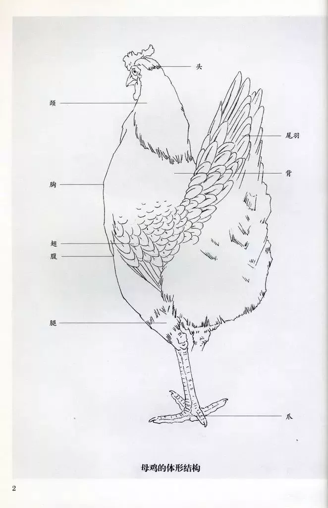 国画技法工笔画公鸡技法步骤