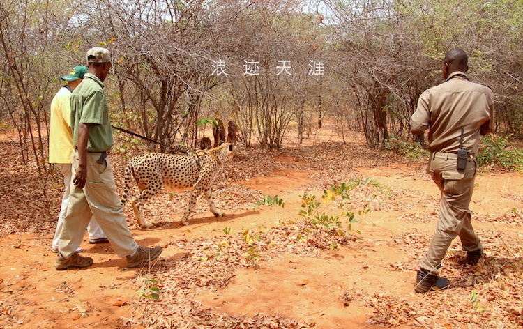 在讚比亞牽著非洲豹遛彎 旅行 第1張