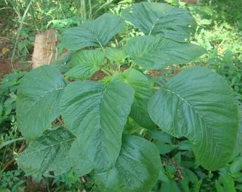 1,北方很常見的一種野菜——人人菜,學名莧菜,漢菜等,由於地域不同