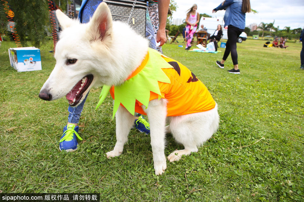 巴西圣保罗举行宠物服装游行 狗狗戏精上身