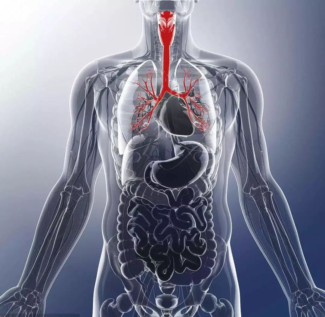肝脏和肺部的位置图片图片