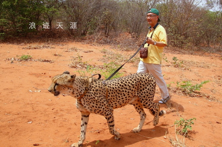 在讚比亞牽著非洲豹遛彎 旅行 第17張