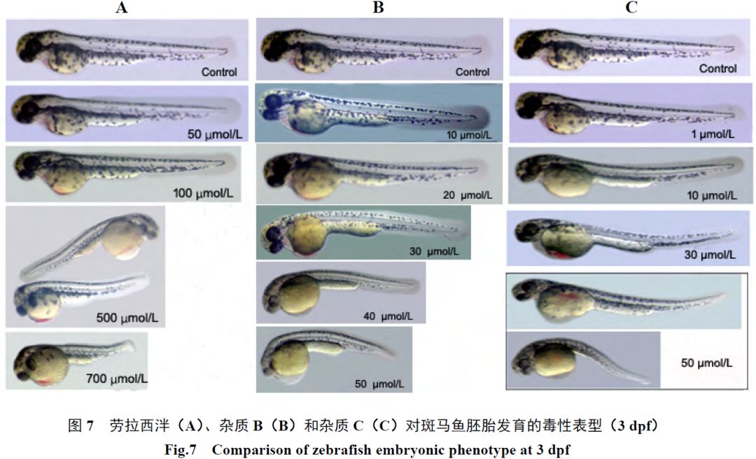结果显示,劳拉西泮及其杂质b,杂质c 对斑马鱼胚胎发育具有相同或类似