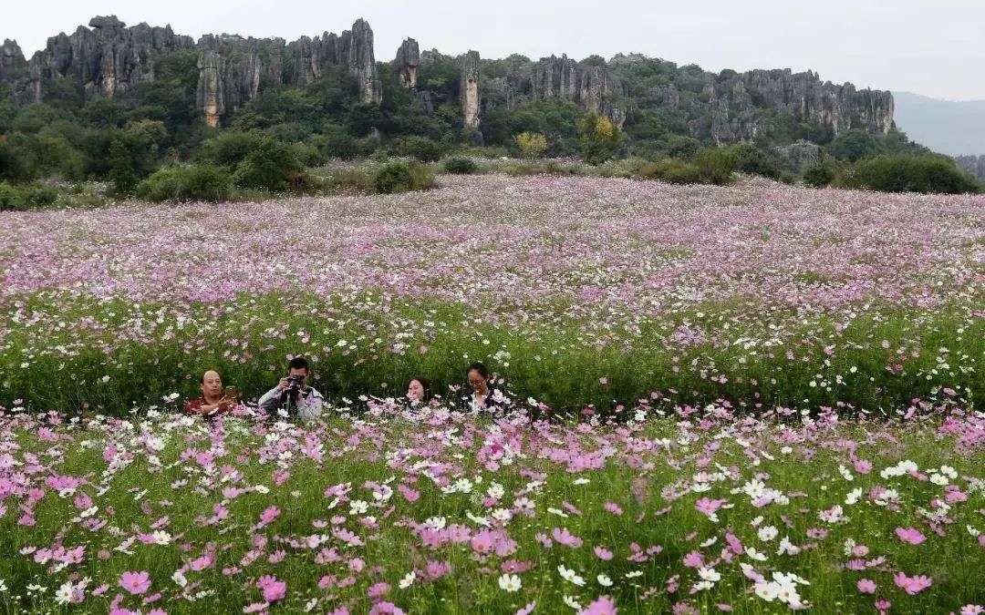 【春城秀】秋意濃,花更香——昆明的那些花兒!_格桑花