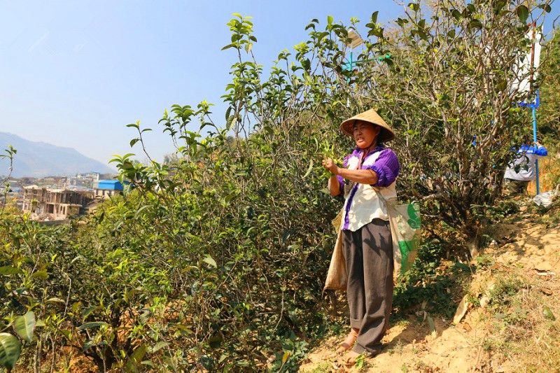 茶山日记丨临沧永德忙肺古茶山1