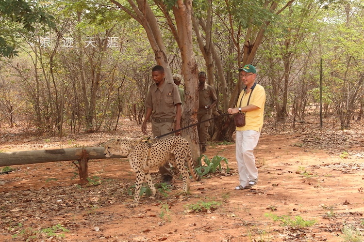 在讚比亞牽著非洲豹遛彎 旅行 第9張