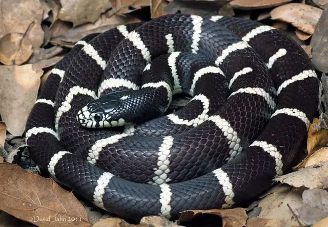 具有超强毒液的眼镜蛇是非洲最毒的蛇类之一