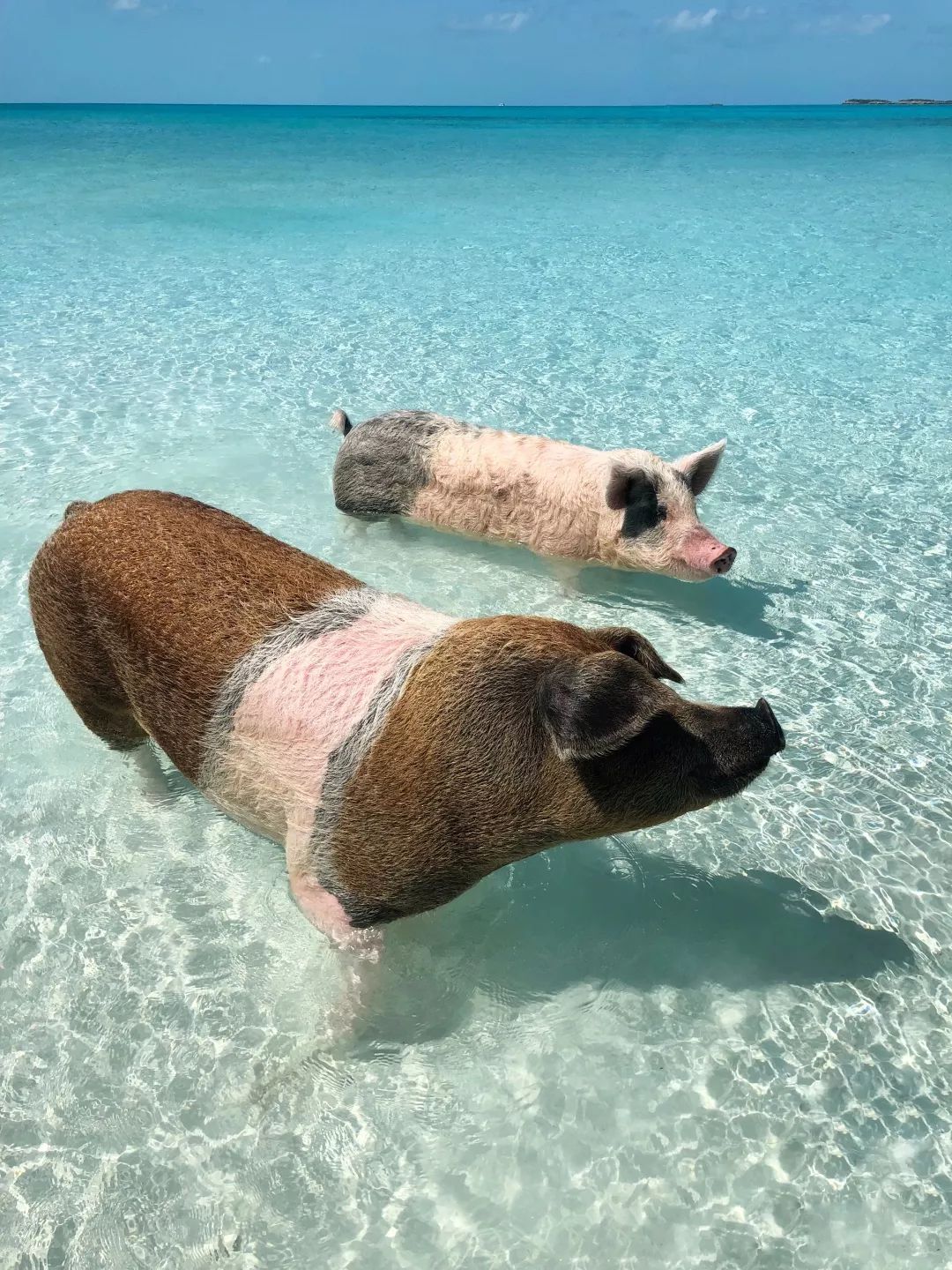 巴哈马猪岛臭气熏天图片