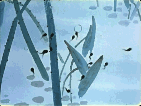 1961年,世界上第一部水墨动画片《小蝌蚪找妈妈》由美影摄制完成,一时