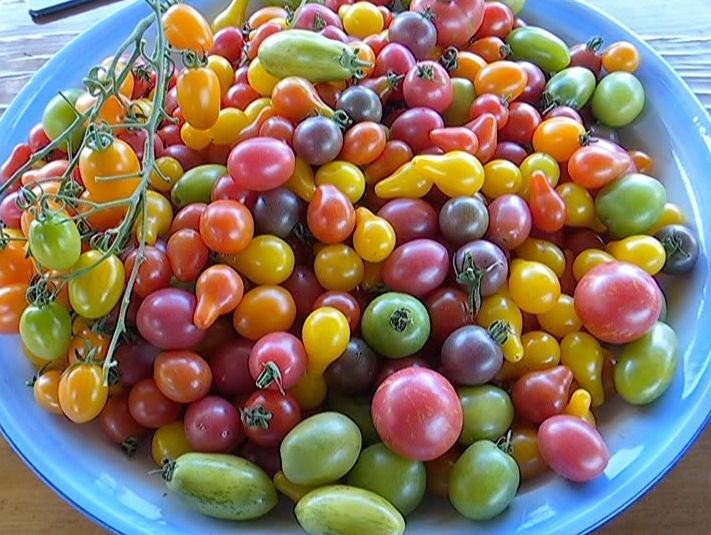 好看又好吃盐边县的七彩番茄成熟啦品种丰富你pick哪一种