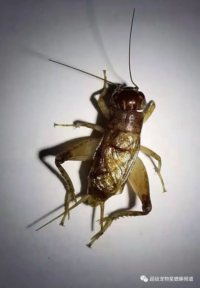 2016蟋蟀特大凶头图片图片