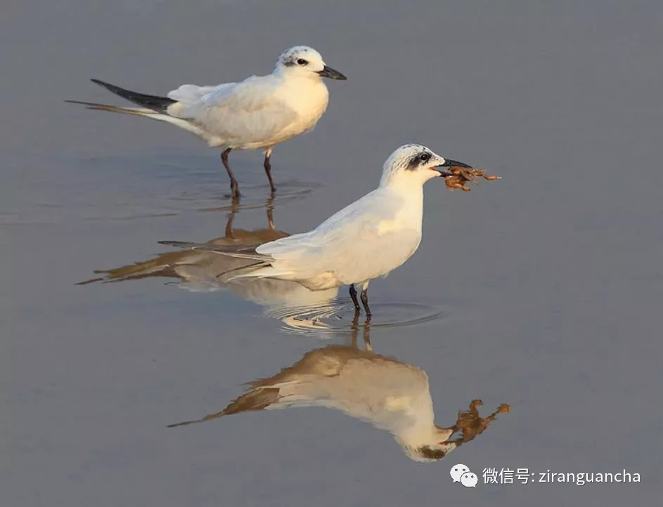 濱海溼地水鳥調查被優先關注的24種受脅水鳥你都認識嗎