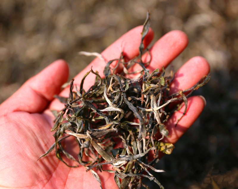 茶山日记丨临沧永德忙肺古茶山(2)