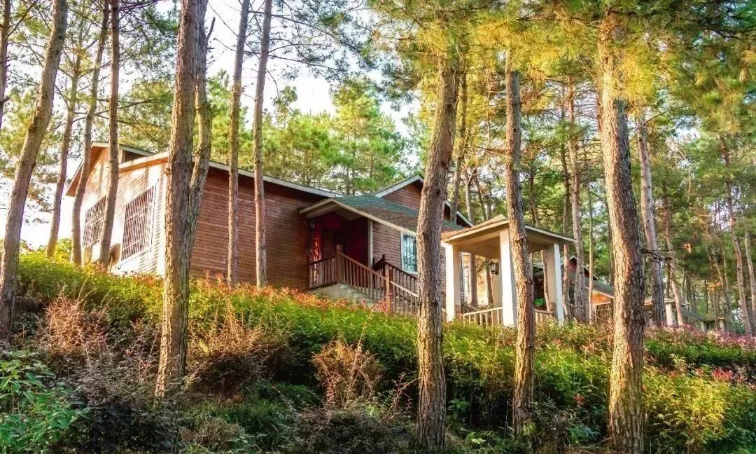 旅遊來麻城大龍山莊賞油茶花住木屋別墅垂釣休閒