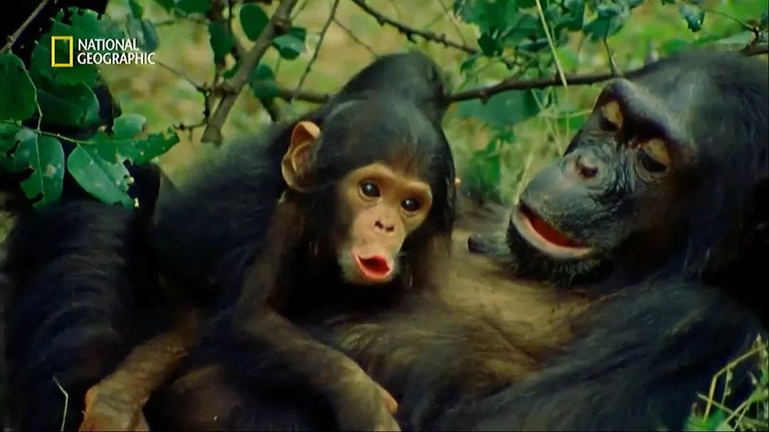 珍·古道尔与黑猩猩生活38年,用激情,奉献和毅力改变世界