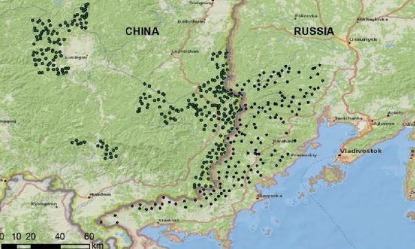 中俄边境四成东北虎跨境进入我国 东北虎定居项目见成效