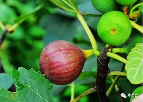 特色果樹波姬紅無花果耐寒耐鹽鹼性果皮鮮豔汁多味甜品質極佳