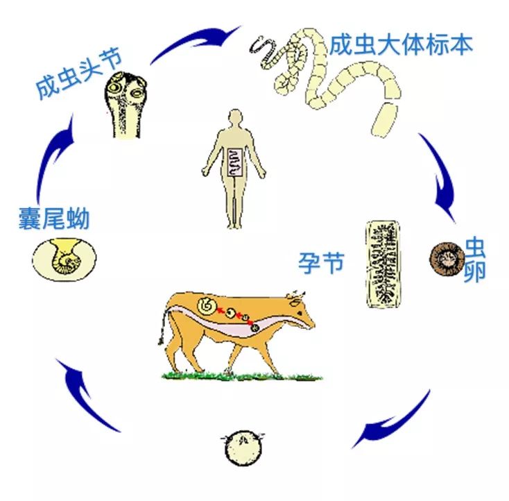 牛带绦虫的生活史那绦虫病会有哪些临床症状呢?