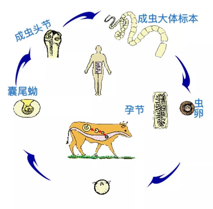 微小膜壳绦虫生活史图片