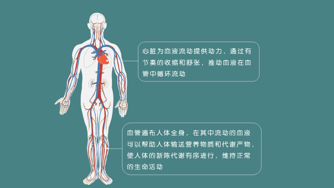 您的心脑血管报告,请查收!