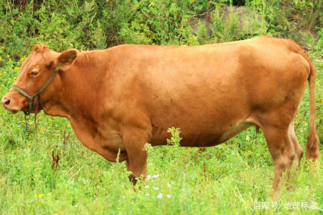 延边黄牛是中国五大地方良种牛之一,是中国畜禽品种基因库中一份极其
