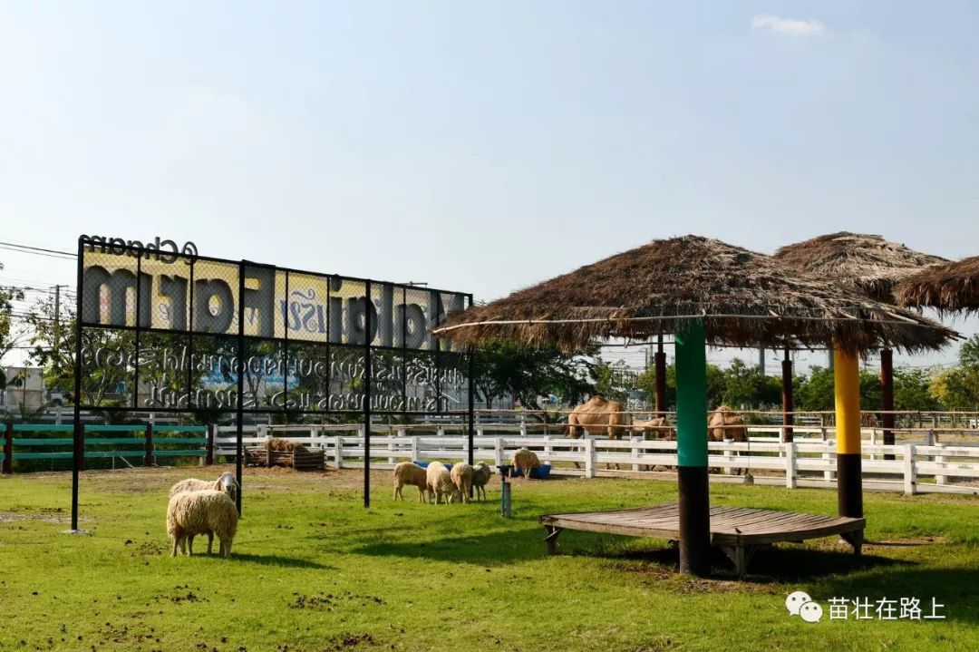 20181105圣托里尼乐园与绵羊牧场santoriniparksheepfarm