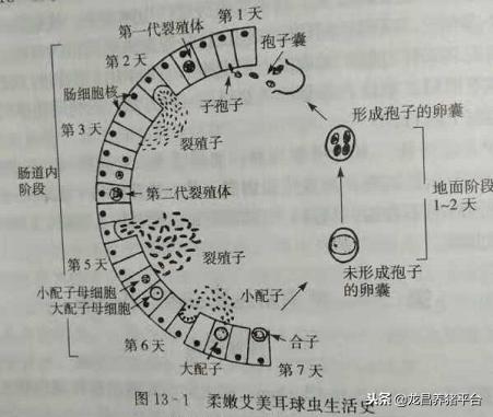 ③孢子階段:合子變為卵囊之後發育成孢子囊和孢子,裂殖生殖和配子生殖