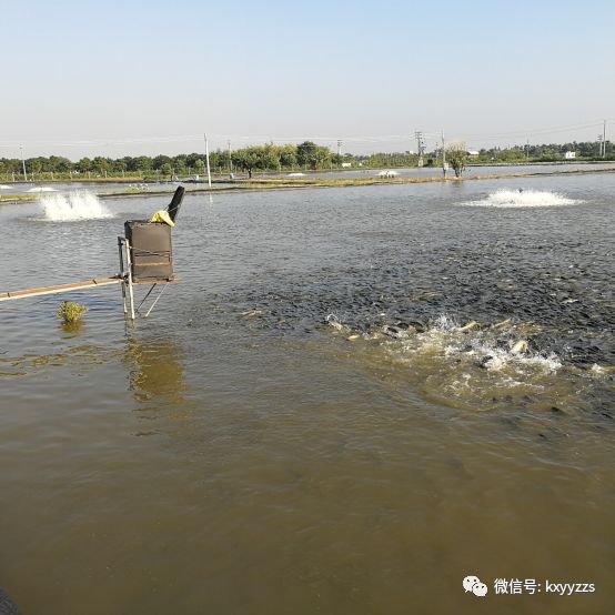 本增氧系统通过水车式增氧机推水作用,加快投料区的水体流动,保证鱼群