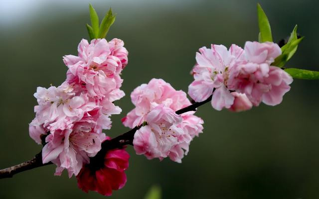 2019年運勢大洗牌,3生肖桃花朵朵開,橫財嘩嘩來,好事成雙